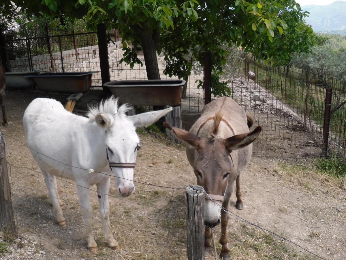 Montanari Agrivillage 纳尔尼 外观 照片