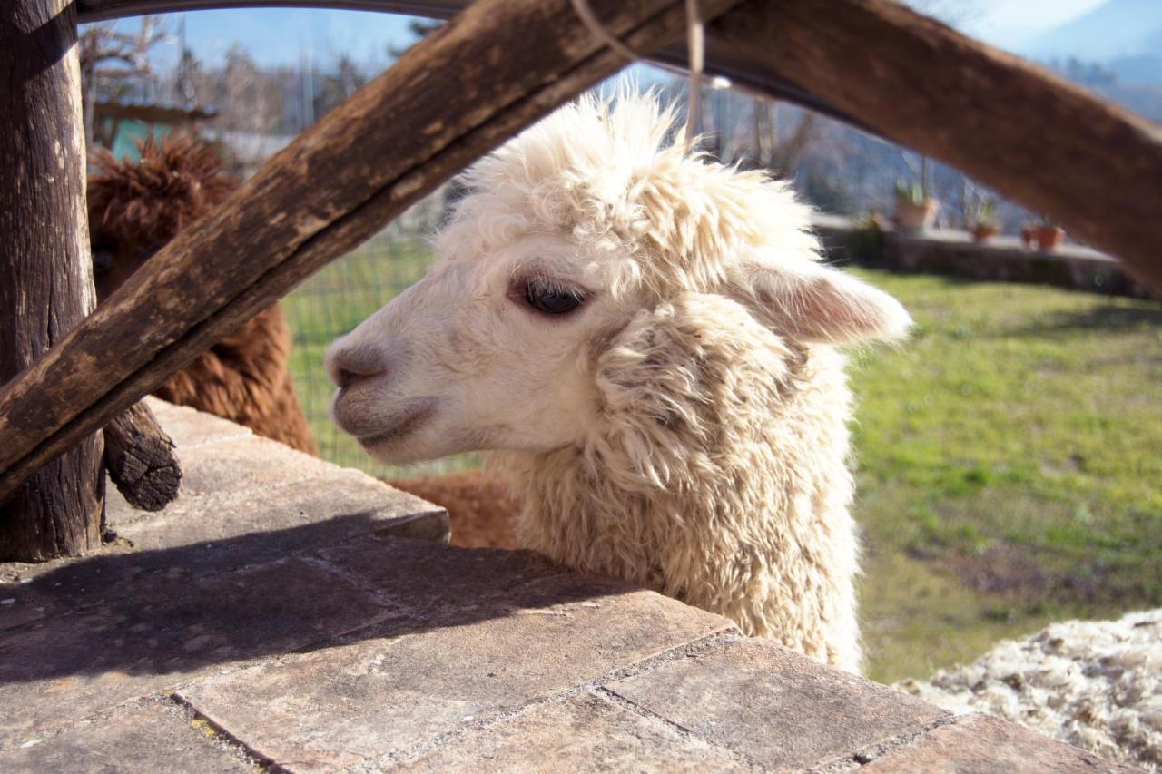 Montanari Agrivillage 纳尔尼 外观 照片